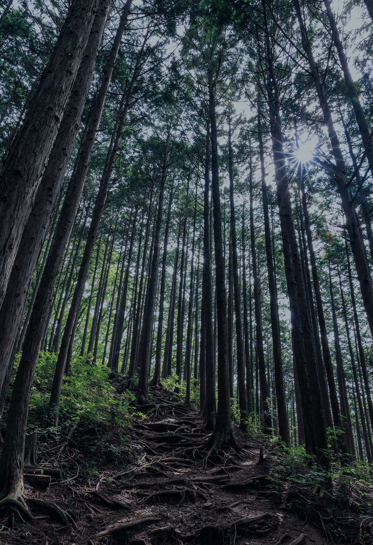 森の風景
