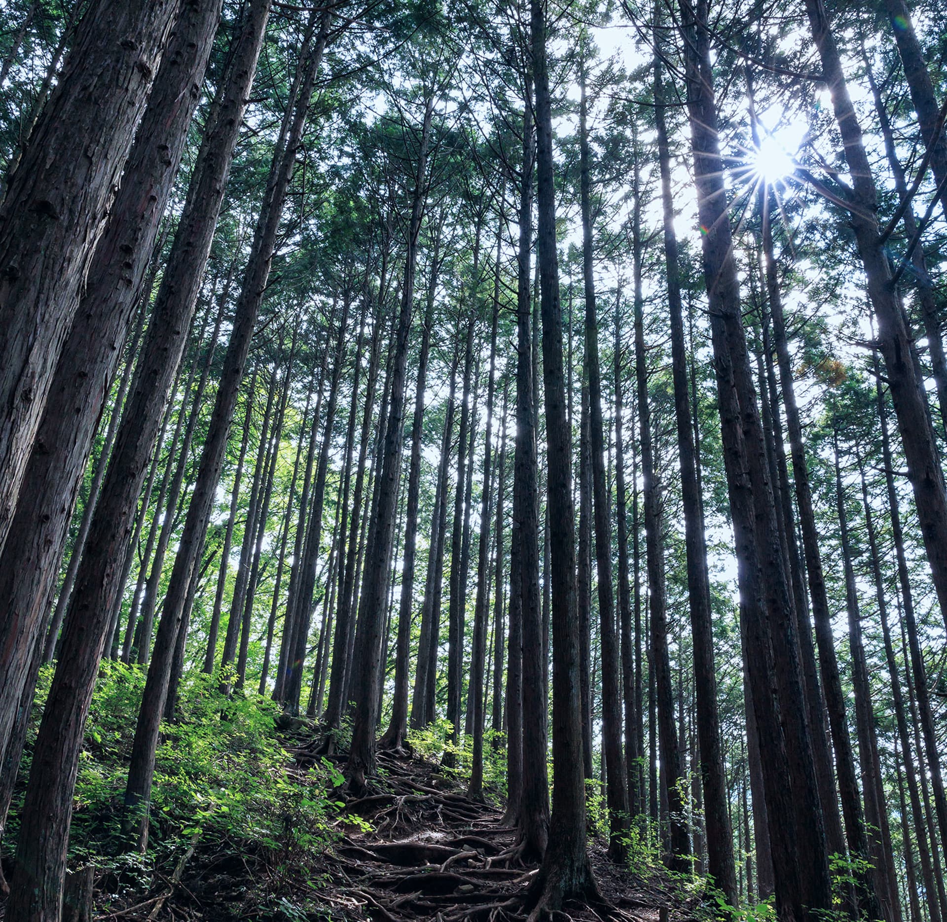 森の風景