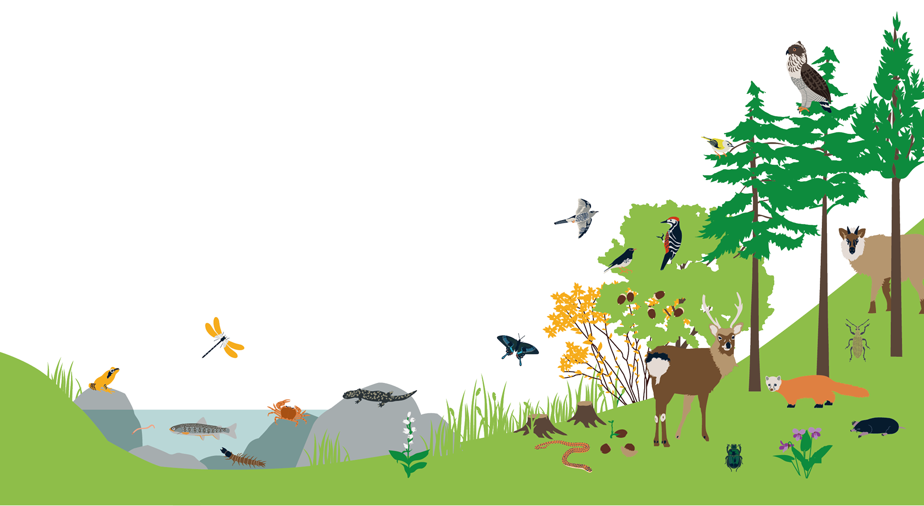 イラスト:つなぐ森に生息する生物