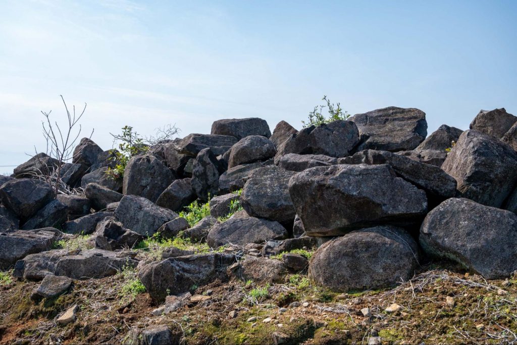 都農ワインのワイン農園