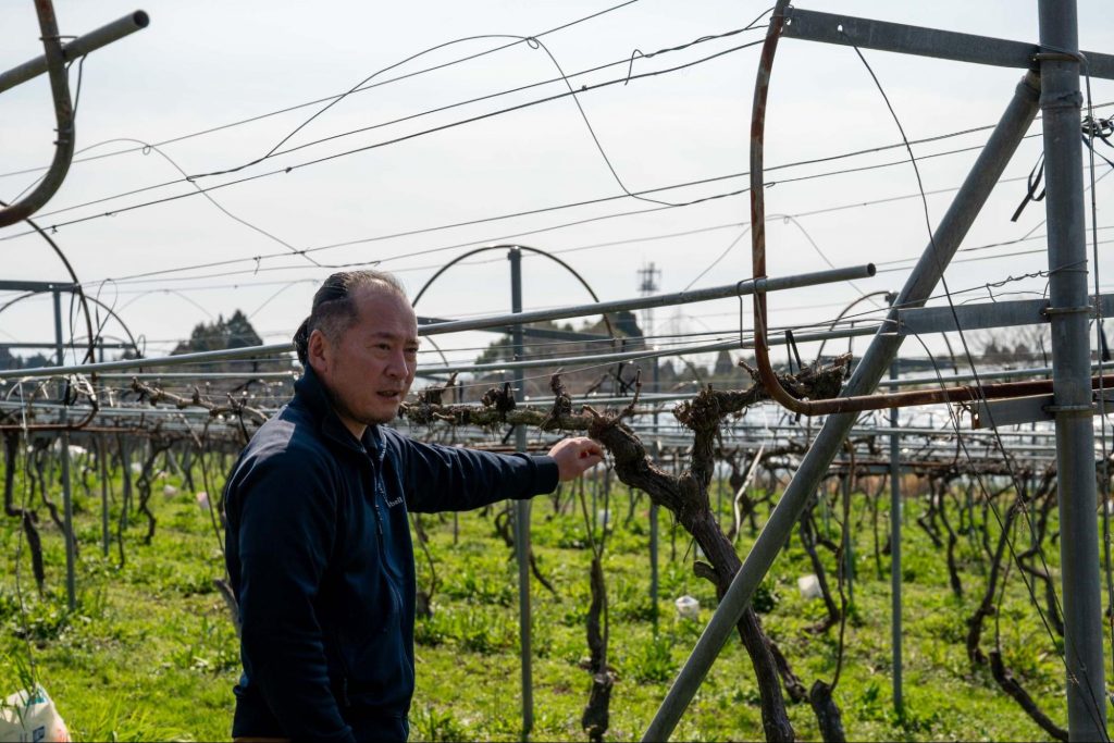 都農ワインのブドウ畑